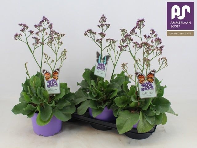 Горшечные цветы и растения оптом Limo Salt Lake от 3шт из Голландии с доставкой по России