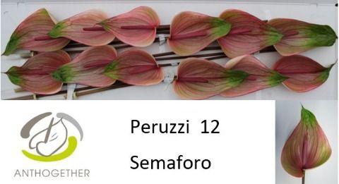 Срезанные цветы оптом Anthurium peruzzi от 16шт. из Голландии с доставкой по России