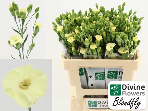 Срезанные цветы оптом Dianthus sp solandis blondfly от 60шт из Голландии с доставкой по России