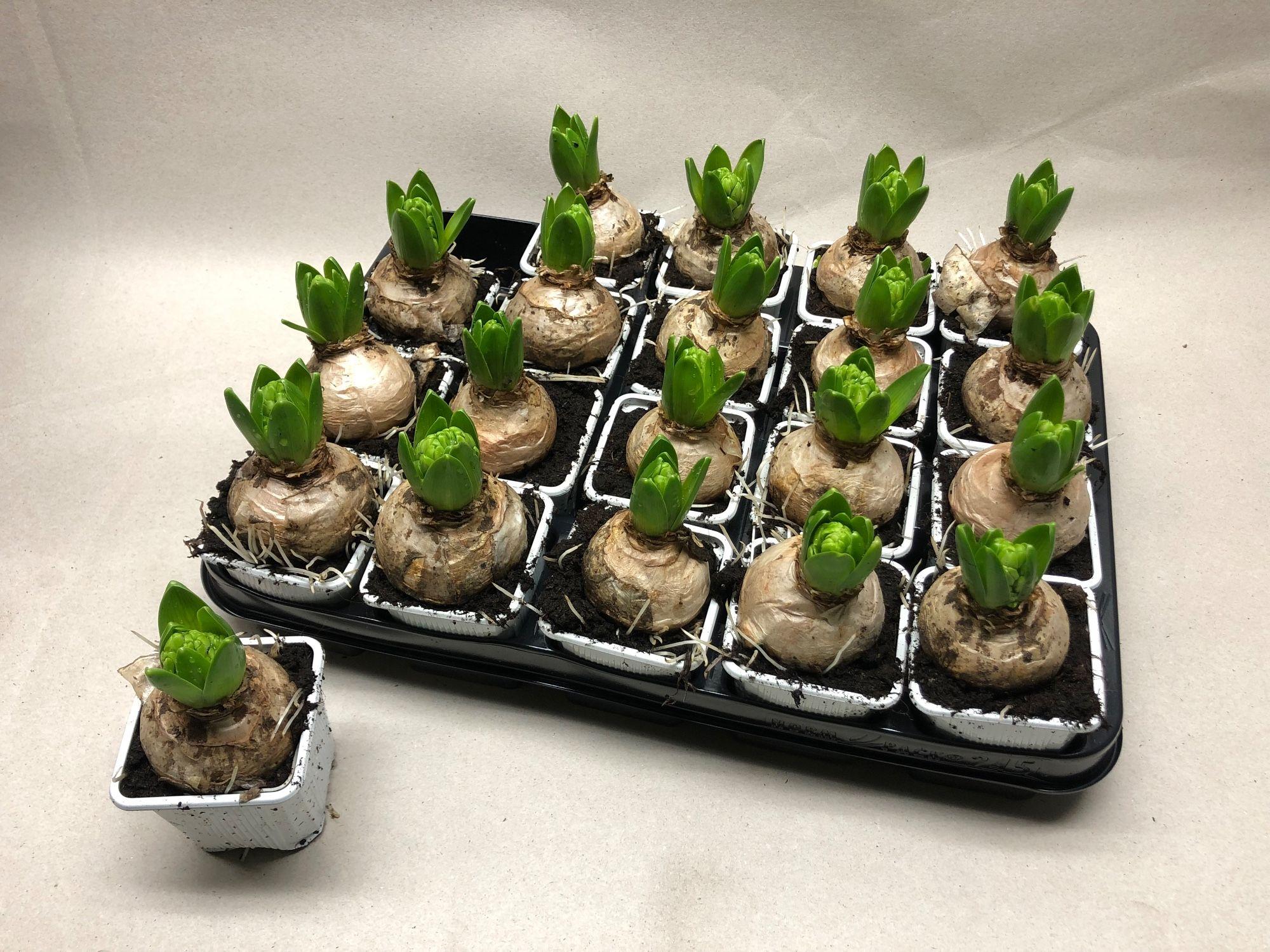 Горшечные цветы и растения оптом Hyacin White Pearl от 20шт (для телеги) из Голландии с доставкой по России