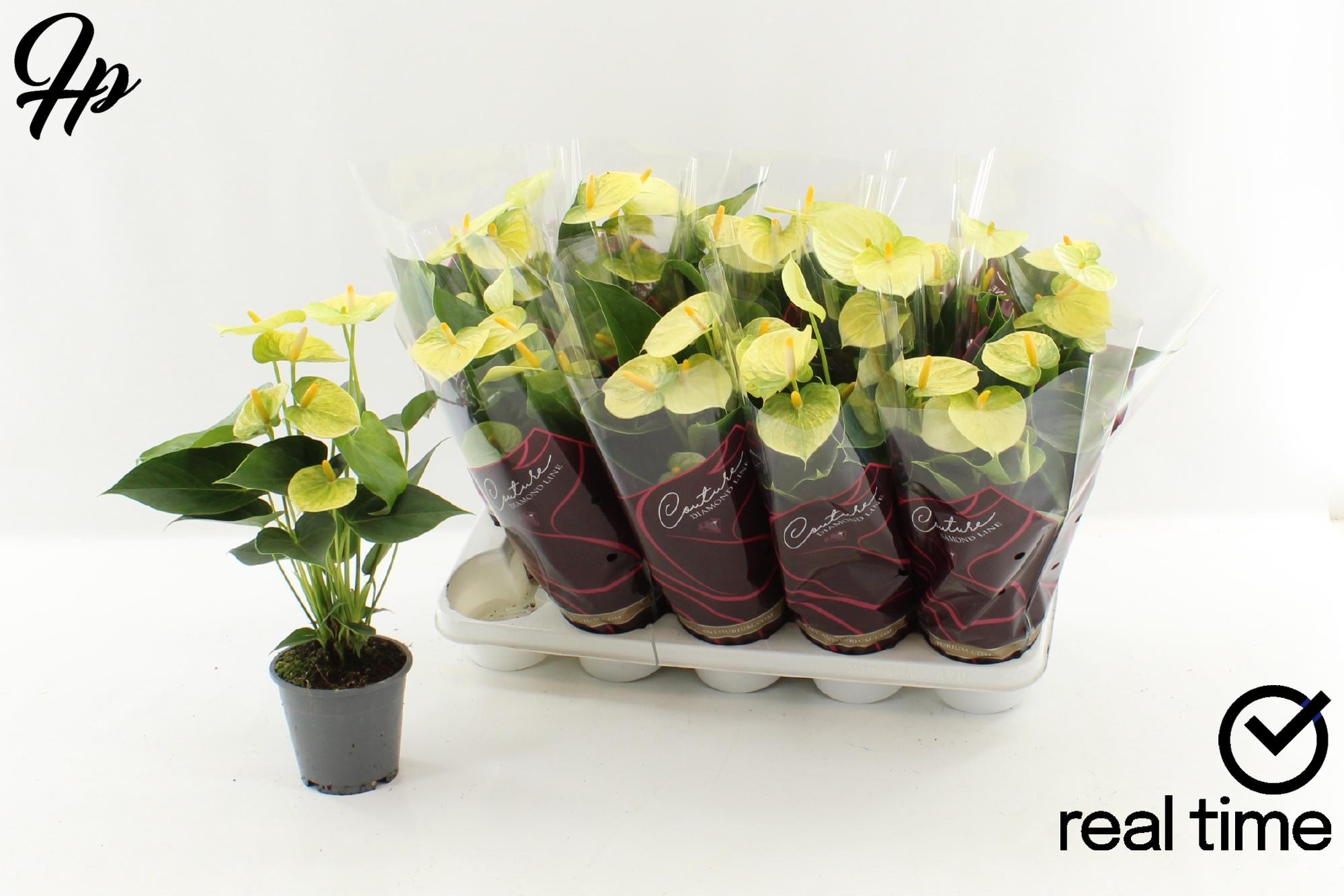 Горшечные цветы и растения оптом Anthu An Vanilla от 10шт из Голландии с доставкой по России