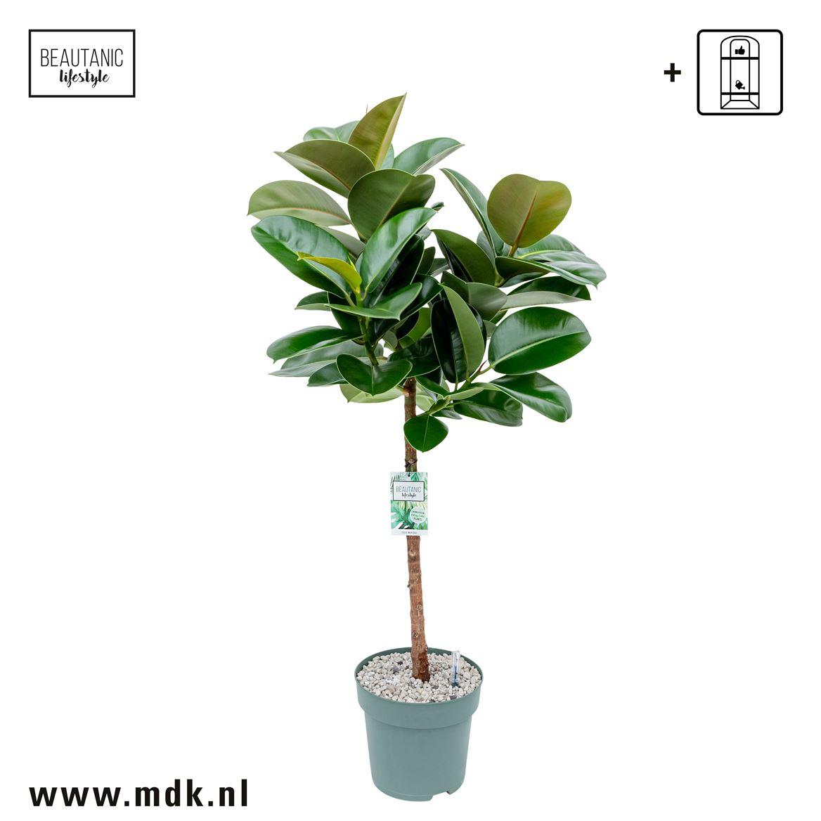 Горшечные цветы и растения оптом Ficus El Makana On Stem от 1шт из Голландии с доставкой по России