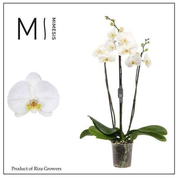 Горшечные цветы и растения оптом Phal 3st White Bigflower 20+ (mimesis) от 10шт из Голландии с доставкой по России