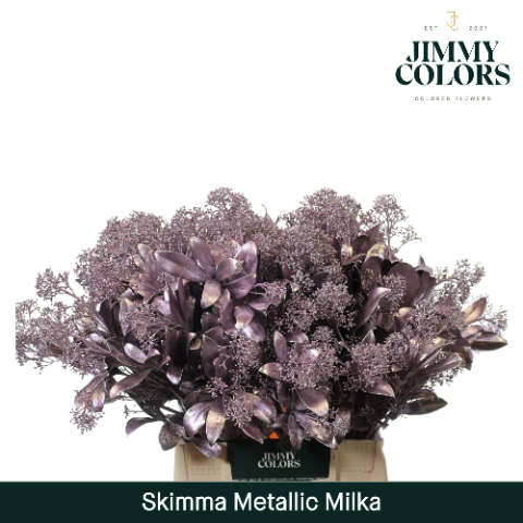 Срезанные цветы оптом Skimmia paint milka metallic от 10шт из Голландии с доставкой по России