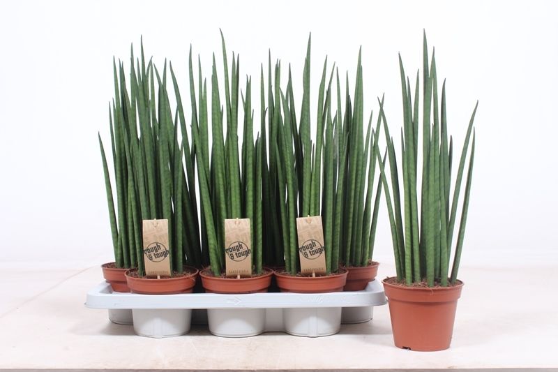 Горшечные цветы и растения оптом Sansevieria Mikado от 7шт из Голландии с доставкой по России
