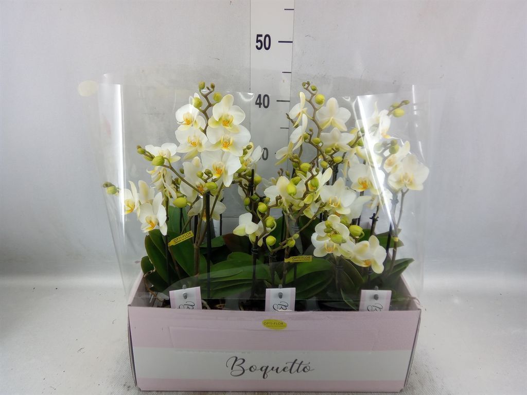 Горшечные цветы и растения оптом Phalaenopsis Multi.   ...white от 6шт из Голландии с доставкой по России