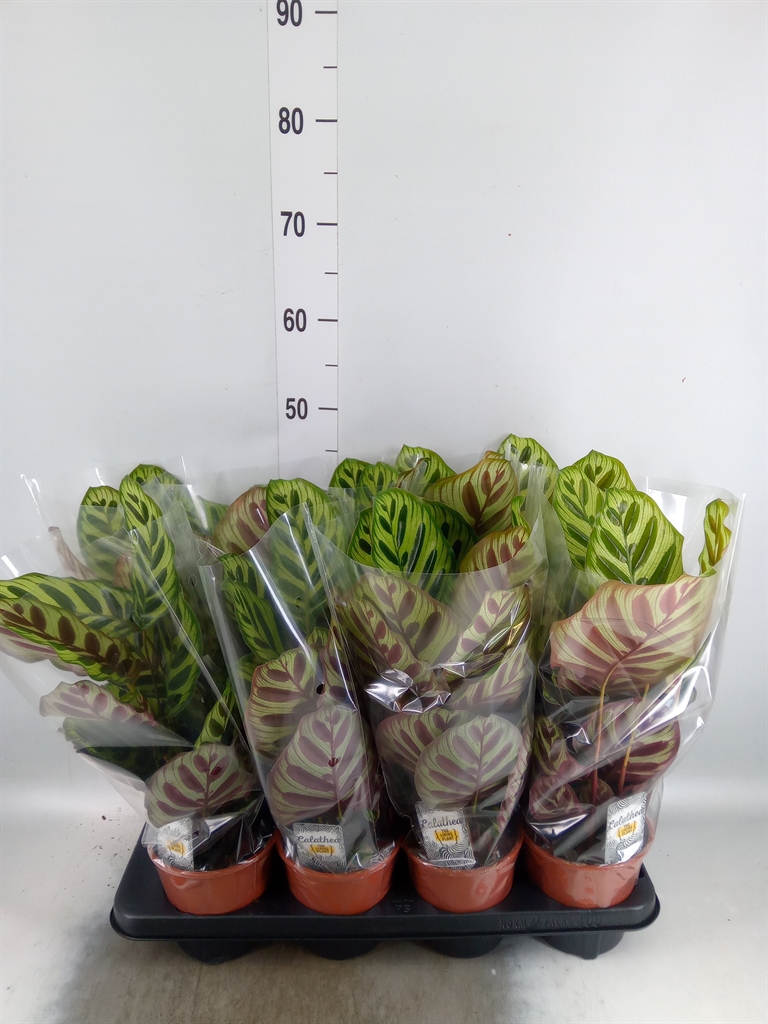 Горшечные цветы и растения оптом Calathea Makoyana от 8шт из Голландии с доставкой по России