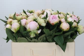 Срезанные цветы оптом Paeonia florence nicholls от 60шт из Голландии с доставкой по России