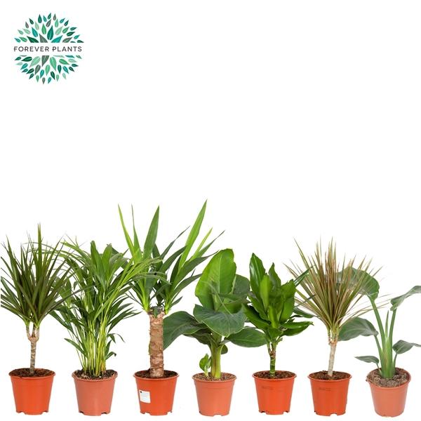 Горшечные цветы и растения оптом Plant Mix ( Forever) от 8шт из Голландии с доставкой по России