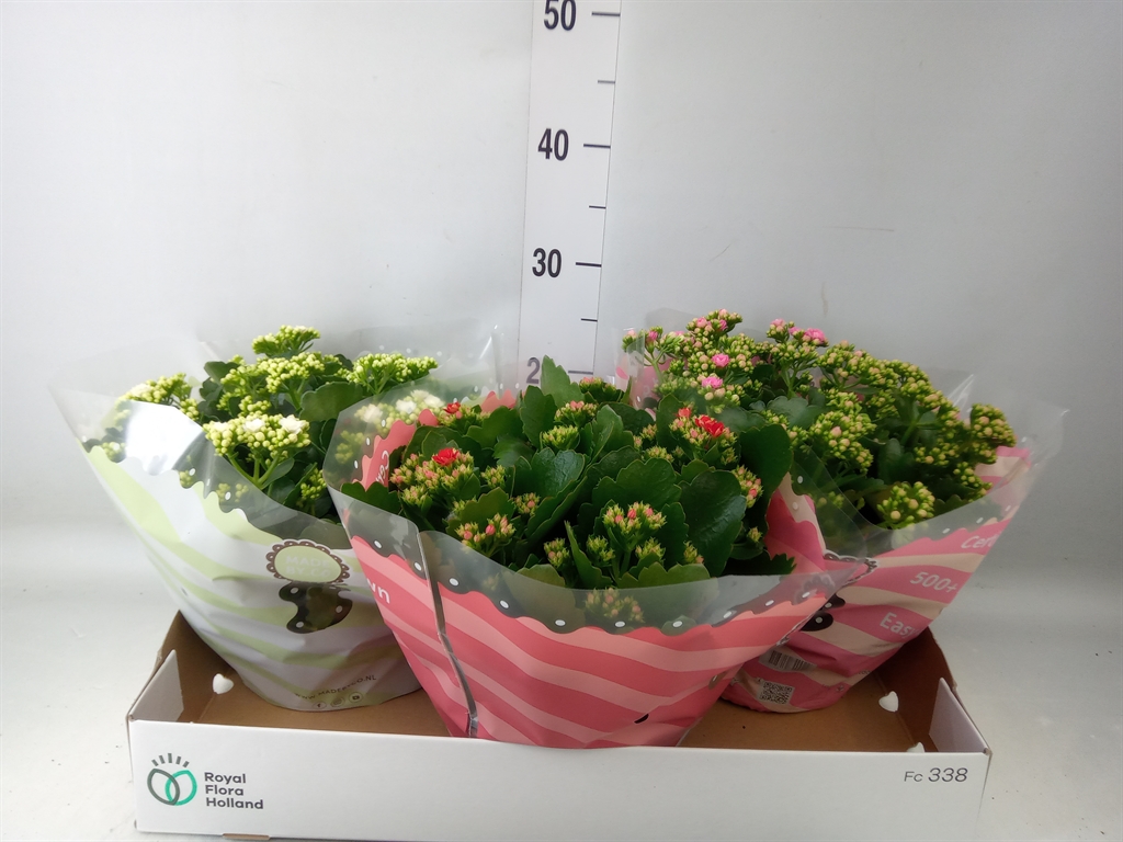 Горшечные цветы и растения оптом Kalanchoe Blos.   ..rosebud Mix  4 от 3шт из Голландии с доставкой по России