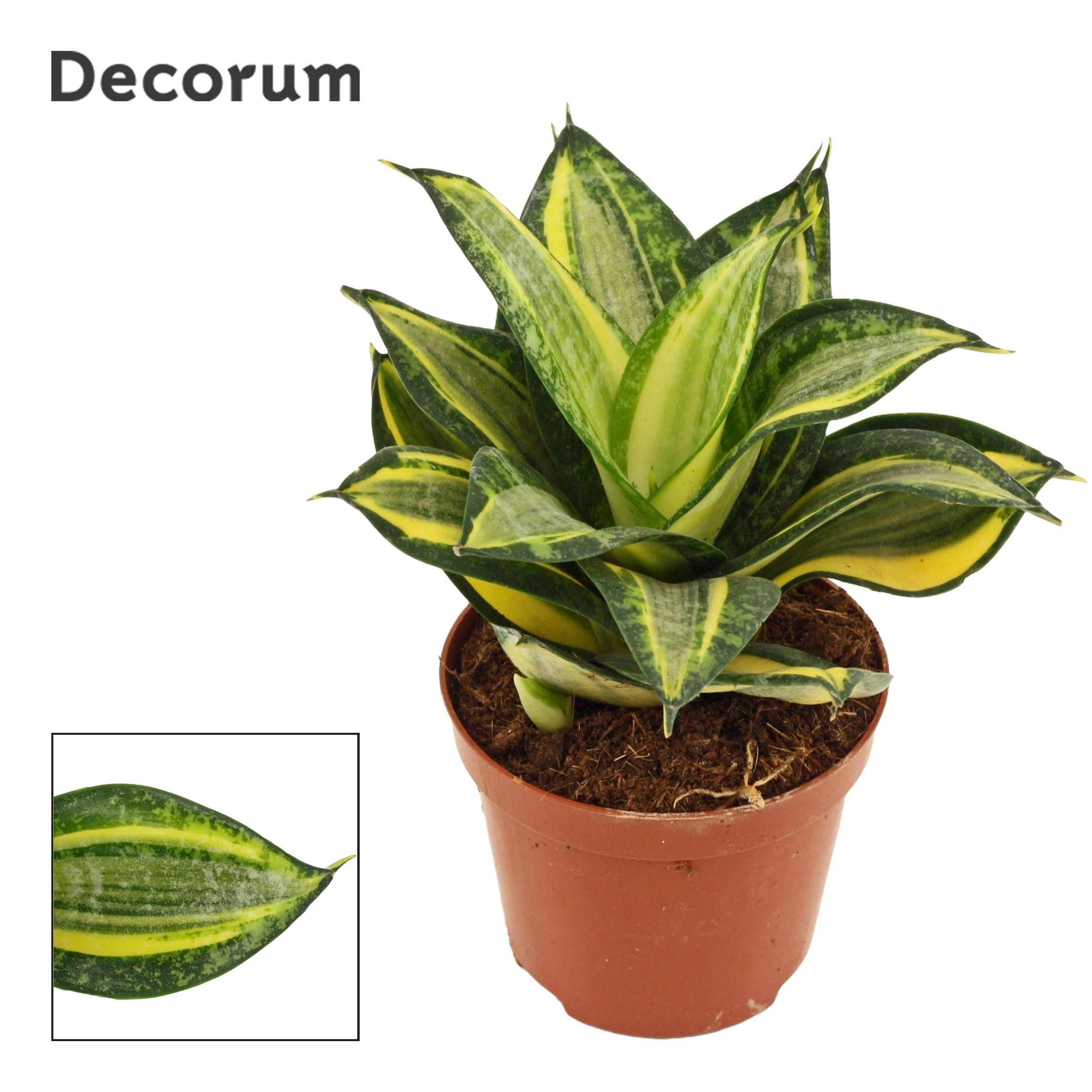 Горшечные цветы и растения оптом Sansevieria Hahnii Jade Multicolor (decorum) от 18шт (для телеги) из Голландии с доставкой по России