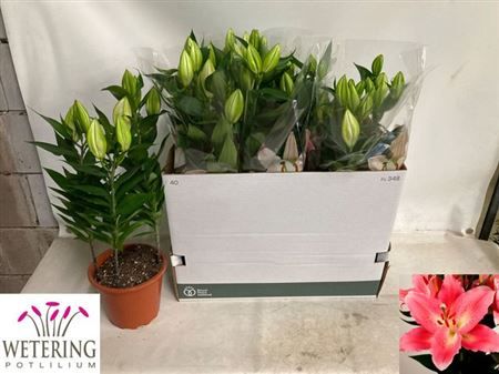 Горшечные цветы и растения оптом Lil Or Sunny Camino 3pp от 5шт из Голландии с доставкой по России