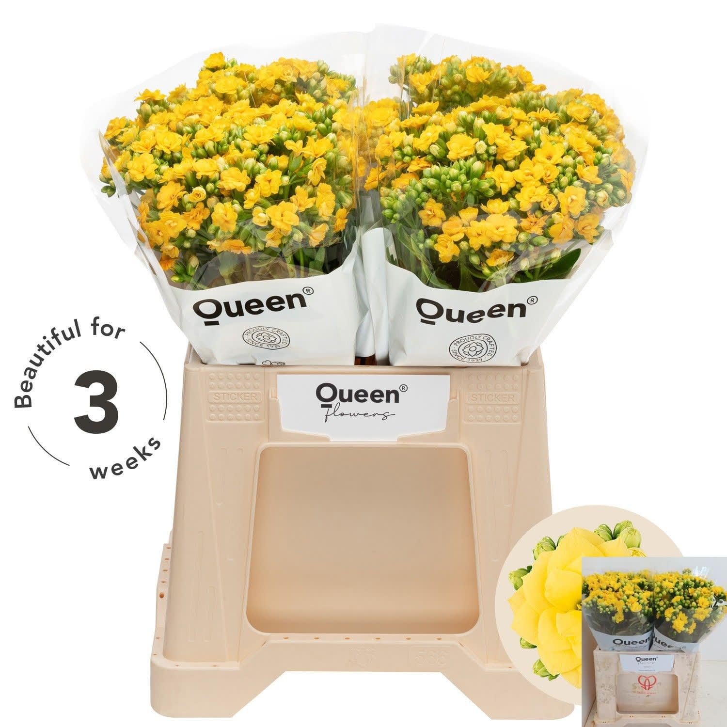 Срезанные цветы оптом Kalanchoe blazing yellow meadow от 20шт из Голландии с доставкой по России