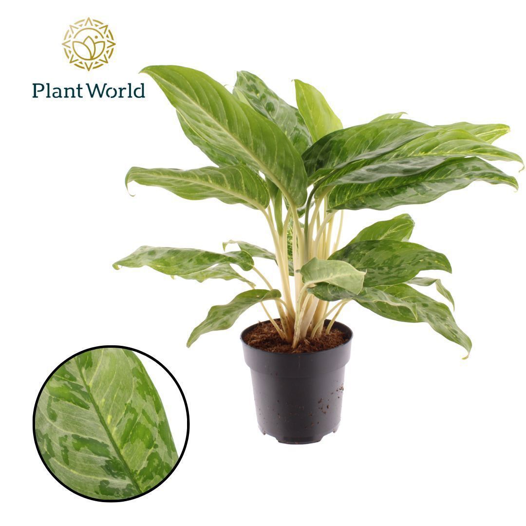 Горшечные цветы и растения оптом Aglaonema Peacock от 6шт из Голландии с доставкой по России