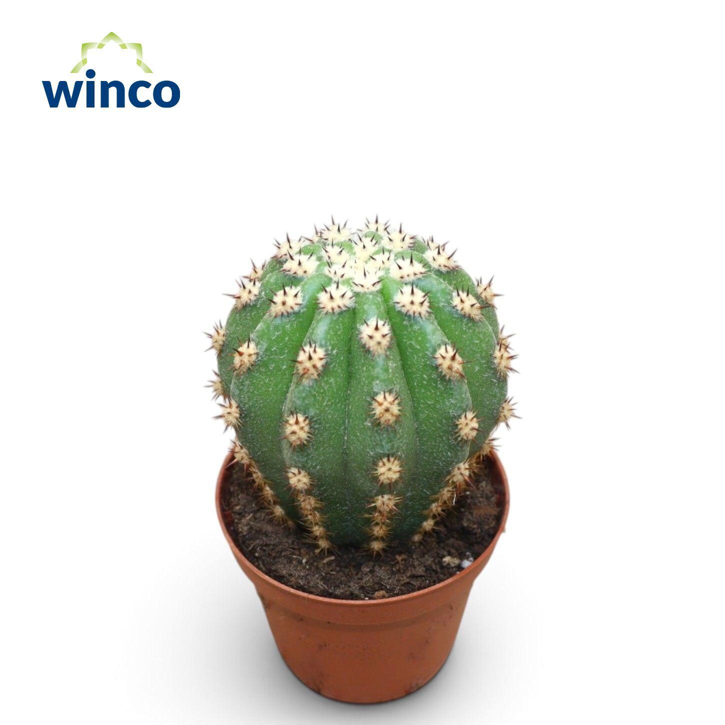 Горшечные цветы и растения оптом Trichocereus Grandiflorus от 18шт (для телеги) из Голландии с доставкой по России