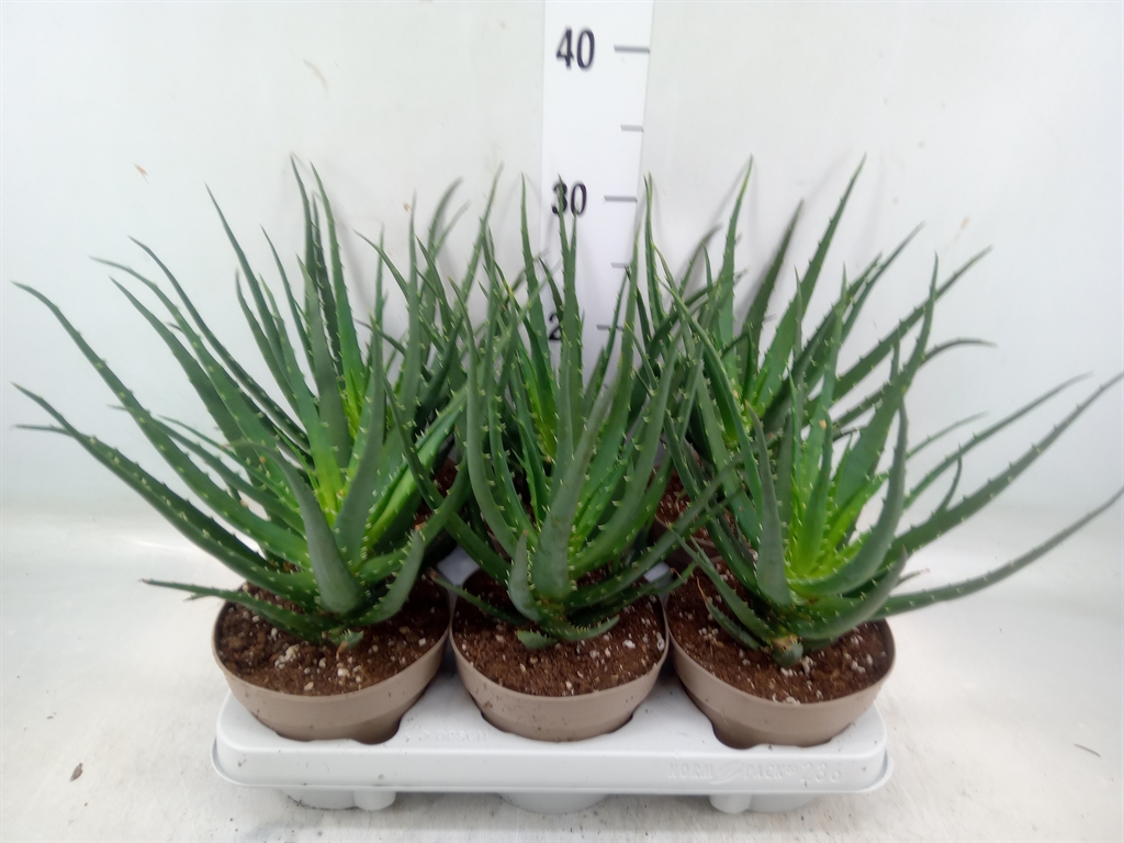 Горшечные цветы и растения оптом Aloe Arborescens от 6шт из Голландии с доставкой по России