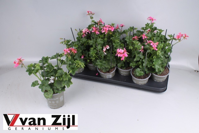 Горшечные цветы и растения оптом Pel Pelt Balkon Rose от 12шт из Голландии с доставкой по России