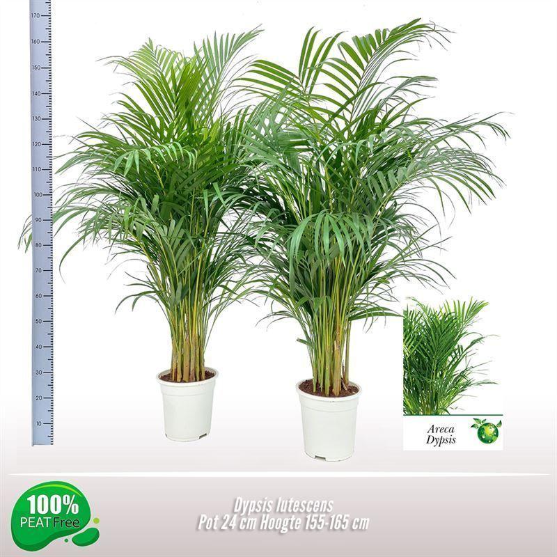Горшечные цветы и растения оптом Dypsis Lutescens от 1шт из Голландии с доставкой по России