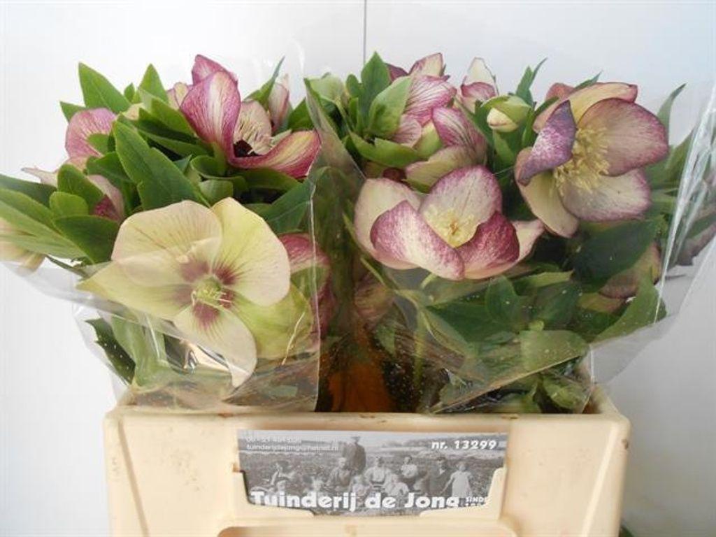 Срезанные цветы оптом Helleborus queens picotee от 20шт из Голландии с доставкой по России