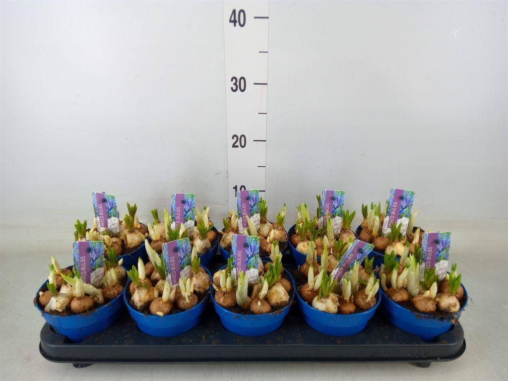 Горшечные цветы и растения оптом Bolbloemen   ...mix от 10шт из Голландии с доставкой по России