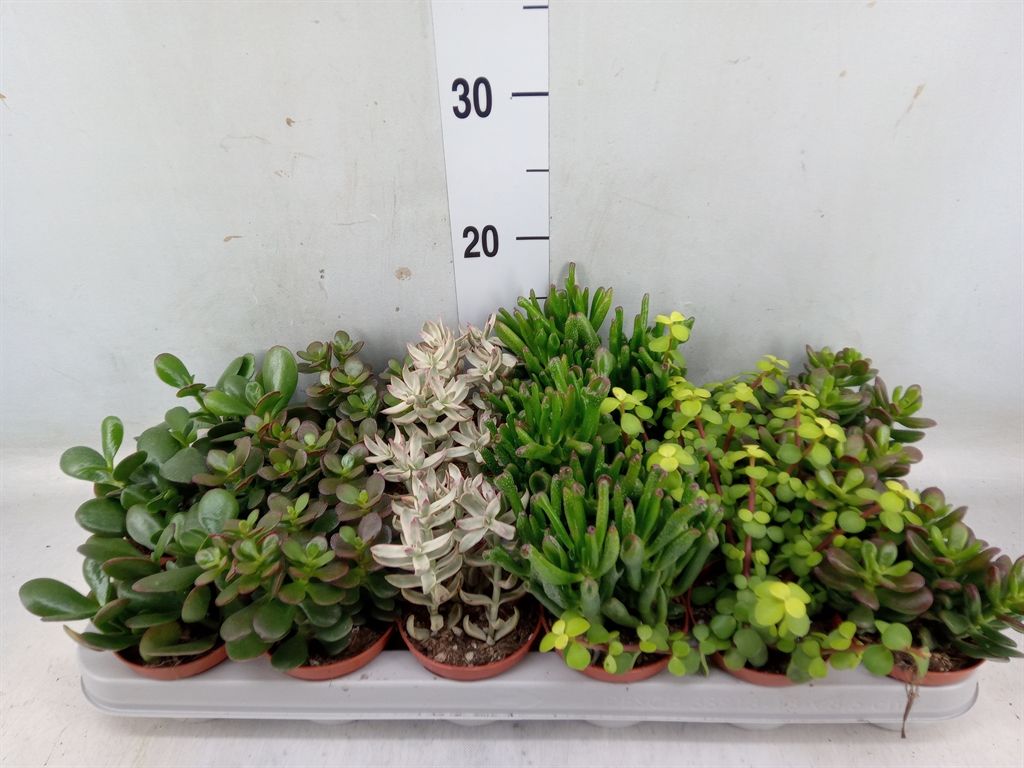 Горшечные цветы и растения оптом Crassula   ...mix от 18шт из Голландии с доставкой по России