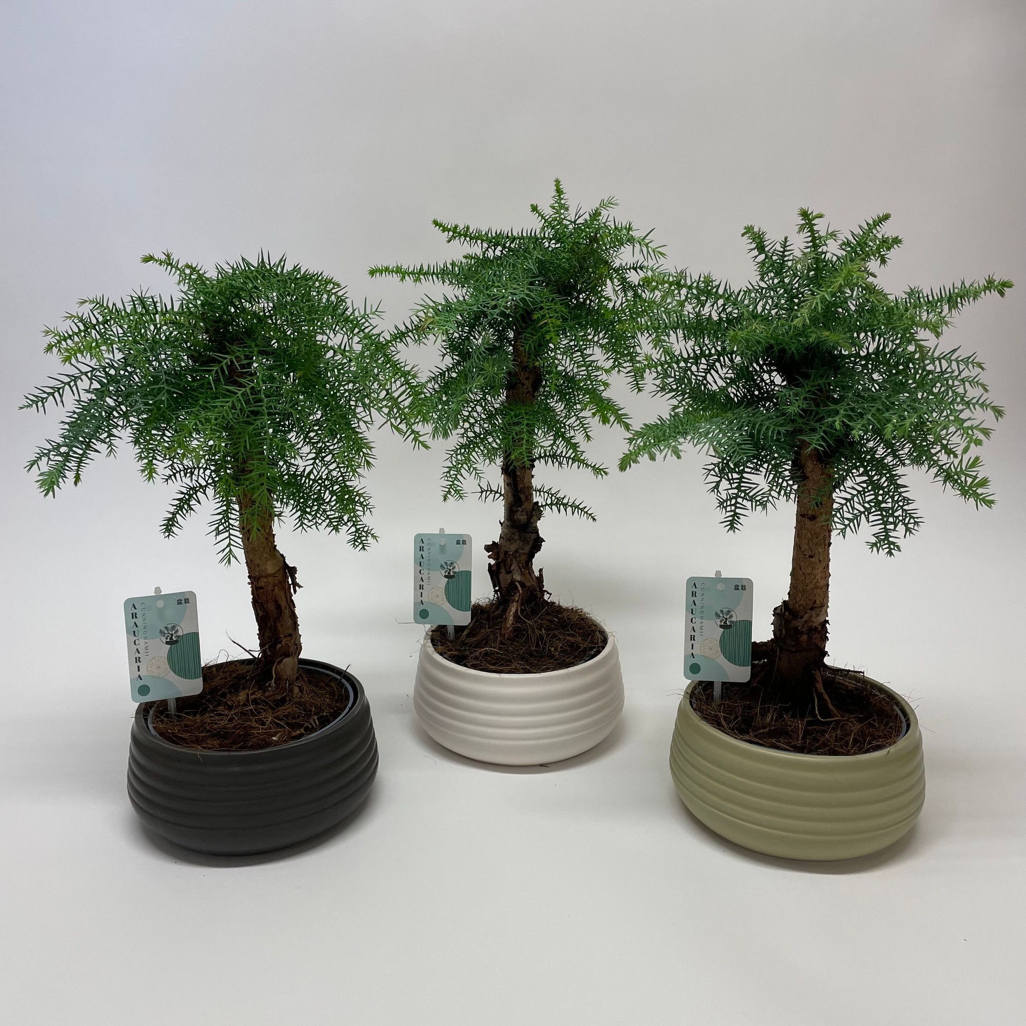 Горшечные цветы и растения оптом Araucaria Cunninghamii Bonsai Spiral от 3шт из Голландии с доставкой по России