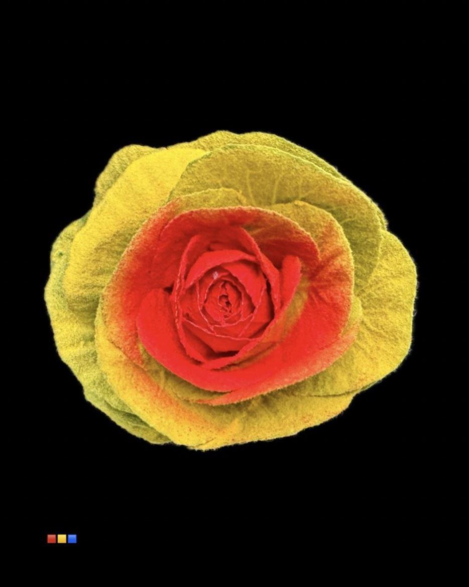 Срезанные цветы оптом Brassica powder yellow + red eye от 20шт из Голландии с доставкой по России