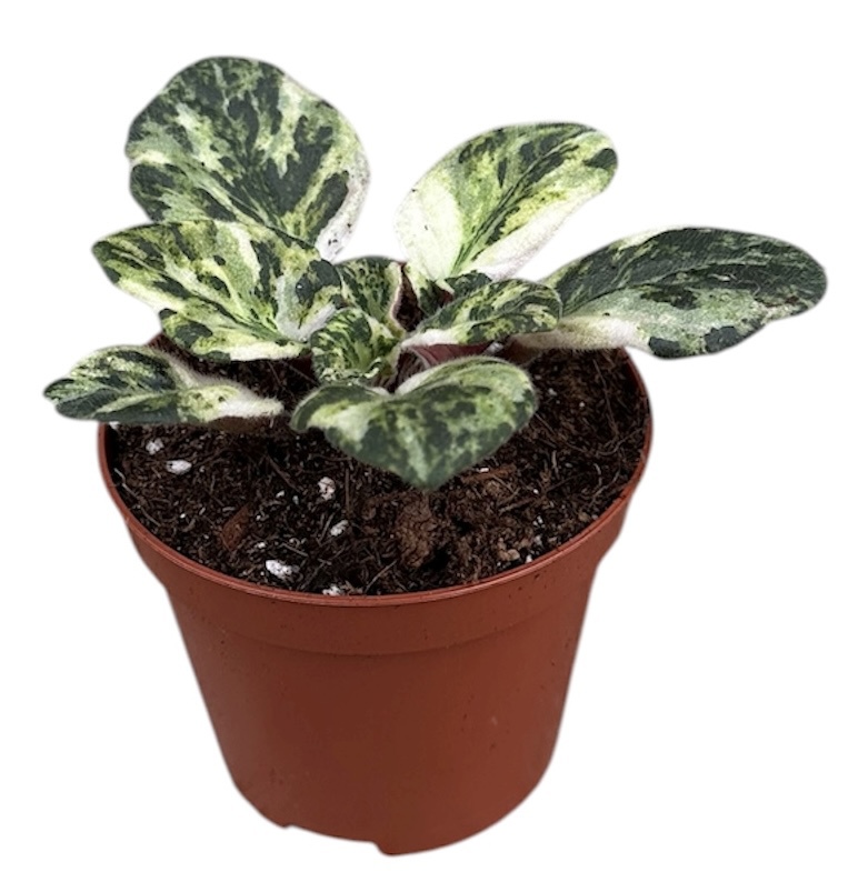 Горшечные цветы и растения оптом Saintpaulia Marble от 1шт (для телеги) из Голландии с доставкой по России