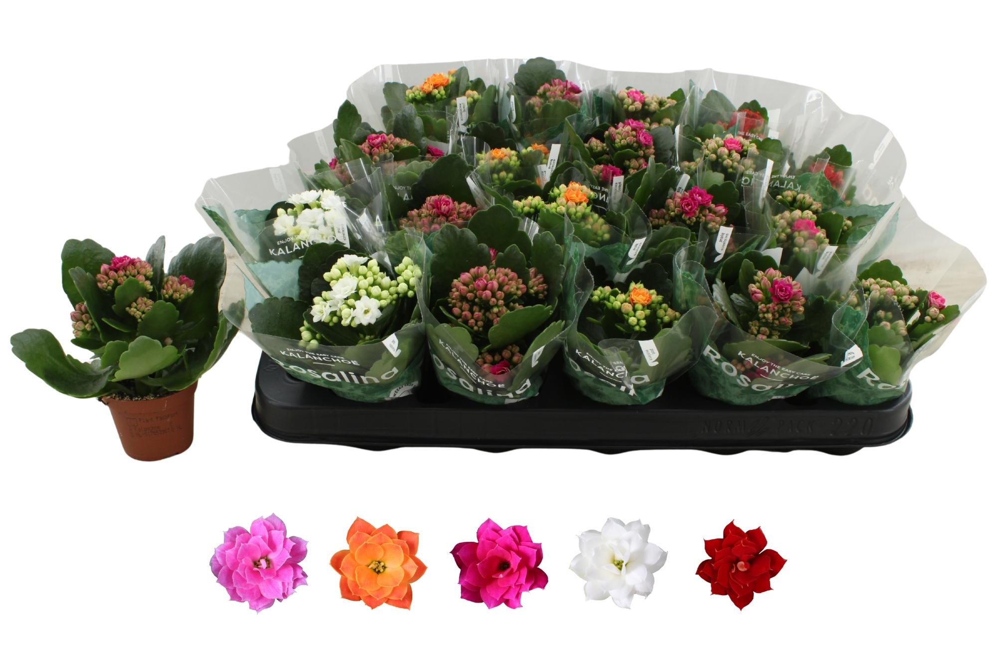 Горшечные цветы и растения оптом Kal Ge Ro Gem 5 Kl от 20шт (для телеги) из Голландии с доставкой по России