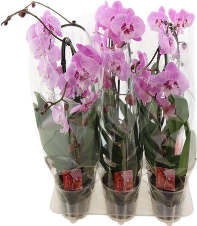 Горшечные цветы и растения оптом Phal El Cas Dream Rose 1 Tak от 6шт из Голландии с доставкой по России