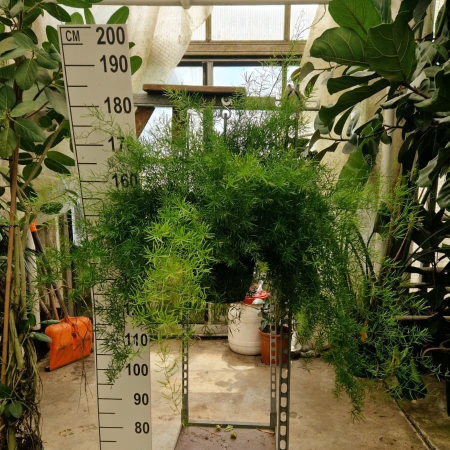 Горшечные цветы и растения оптом Asparagus Hangplant Xxl от 2шт из Голландии с доставкой по России