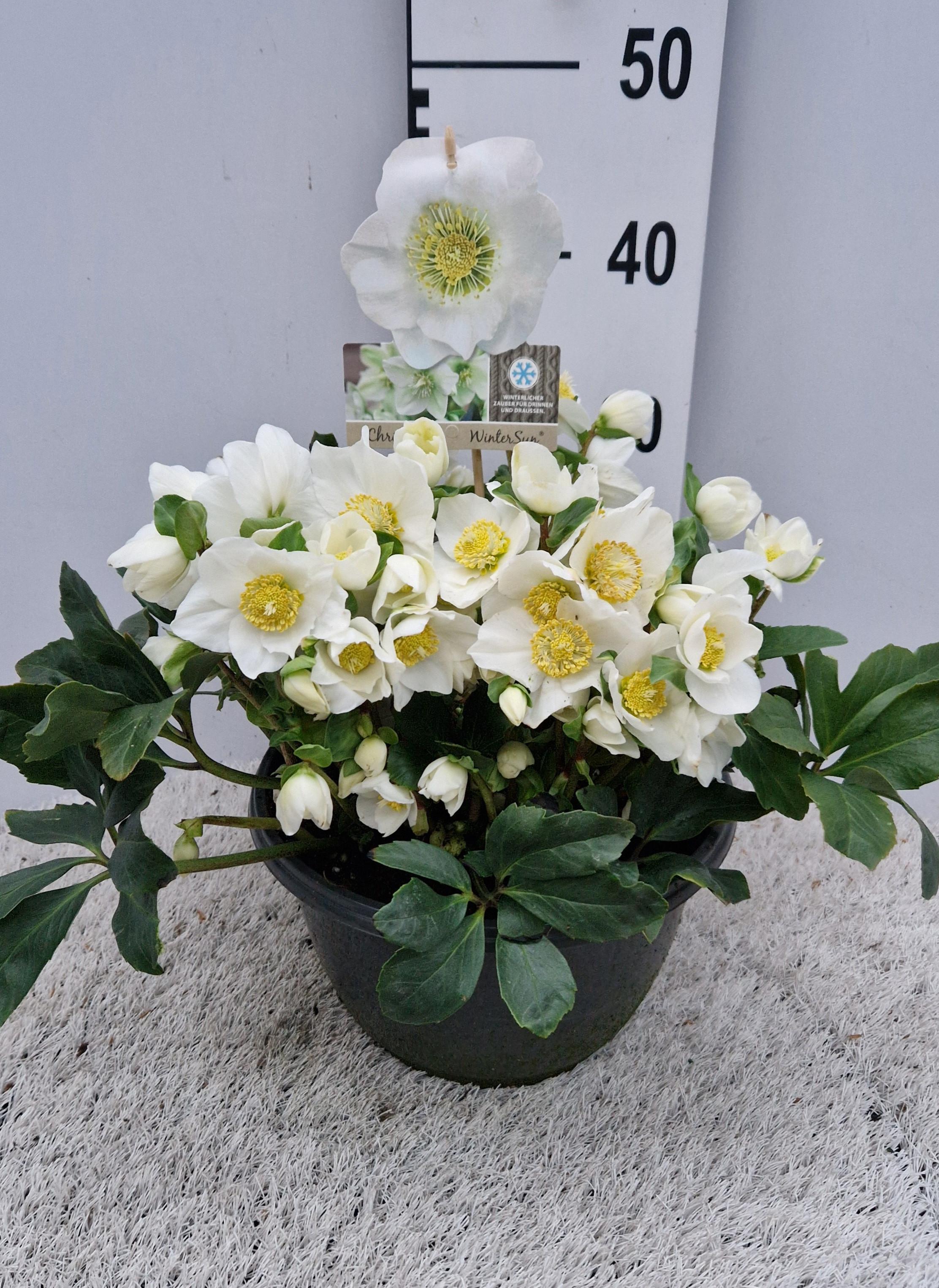 Горшечные цветы и растения оптом Hell Niger от 1шт из Голландии с доставкой по России