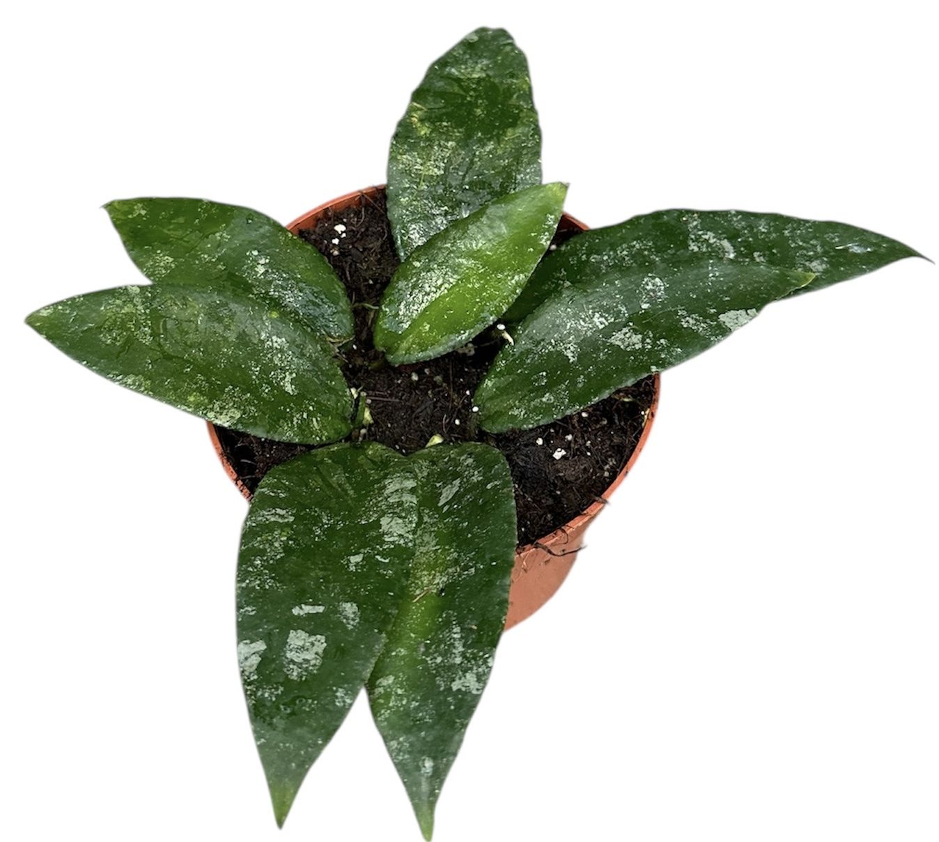 Горшечные цветы и растения оптом Hoya Caudata от 1шт из Голландии с доставкой по России