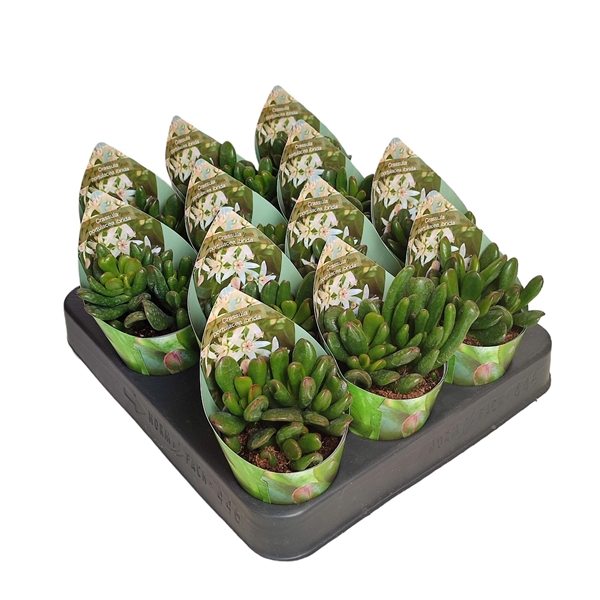 Горшечные цветы и растения оптом Crassula Portulacea Ibrida With Potcover от 12шт из Голландии с доставкой по России