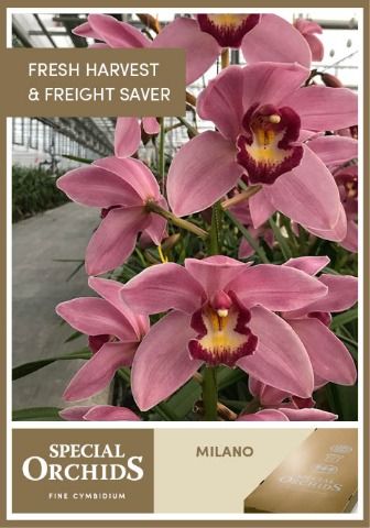 Срезанные цветы оптом Cymbidium pink milano от 6шт. из Голландии с доставкой по России