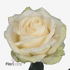 Срезанные цветы оптом Rosa large four seasons+ от 60шт из Голландии с доставкой по России