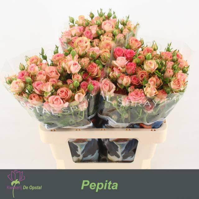 Срезанные цветы оптом Rosa spray pepita от 30шт из Голландии с доставкой по России