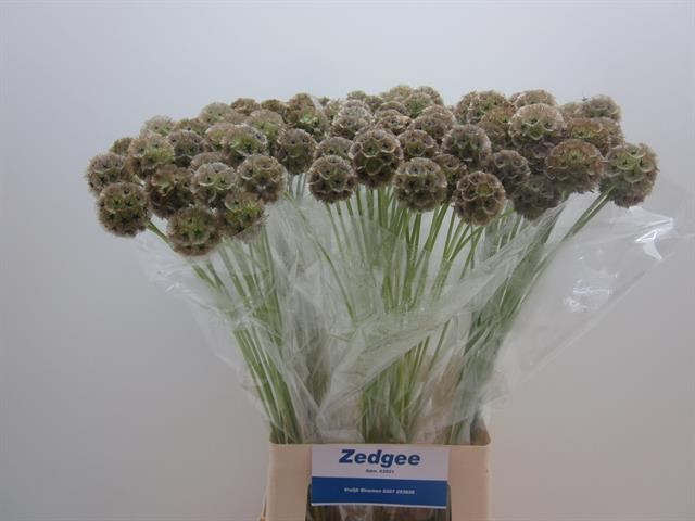Срезанные цветы оптом Scabiosa stellata seed pod от 100шт. из Голландии с доставкой по России