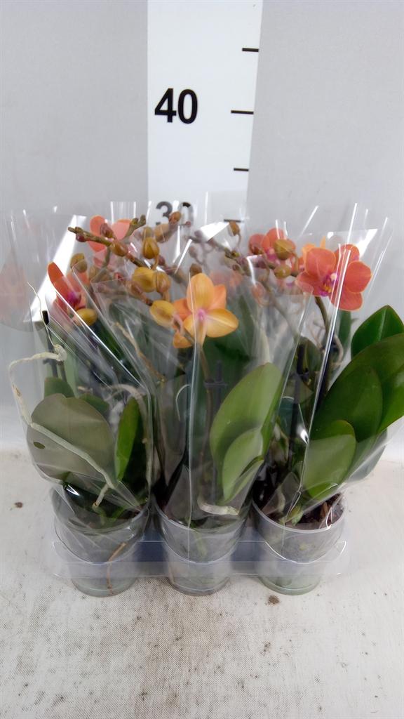 Горшечные цветы и растения оптом Phalaenopsis Multi. ant Bolzano от 6шт (для телеги) из Голландии с доставкой по России