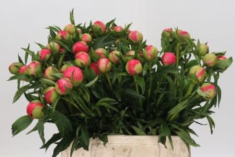 Срезанные цветы оптом Paeonia coral charm от 60шт из Голландии с доставкой по России