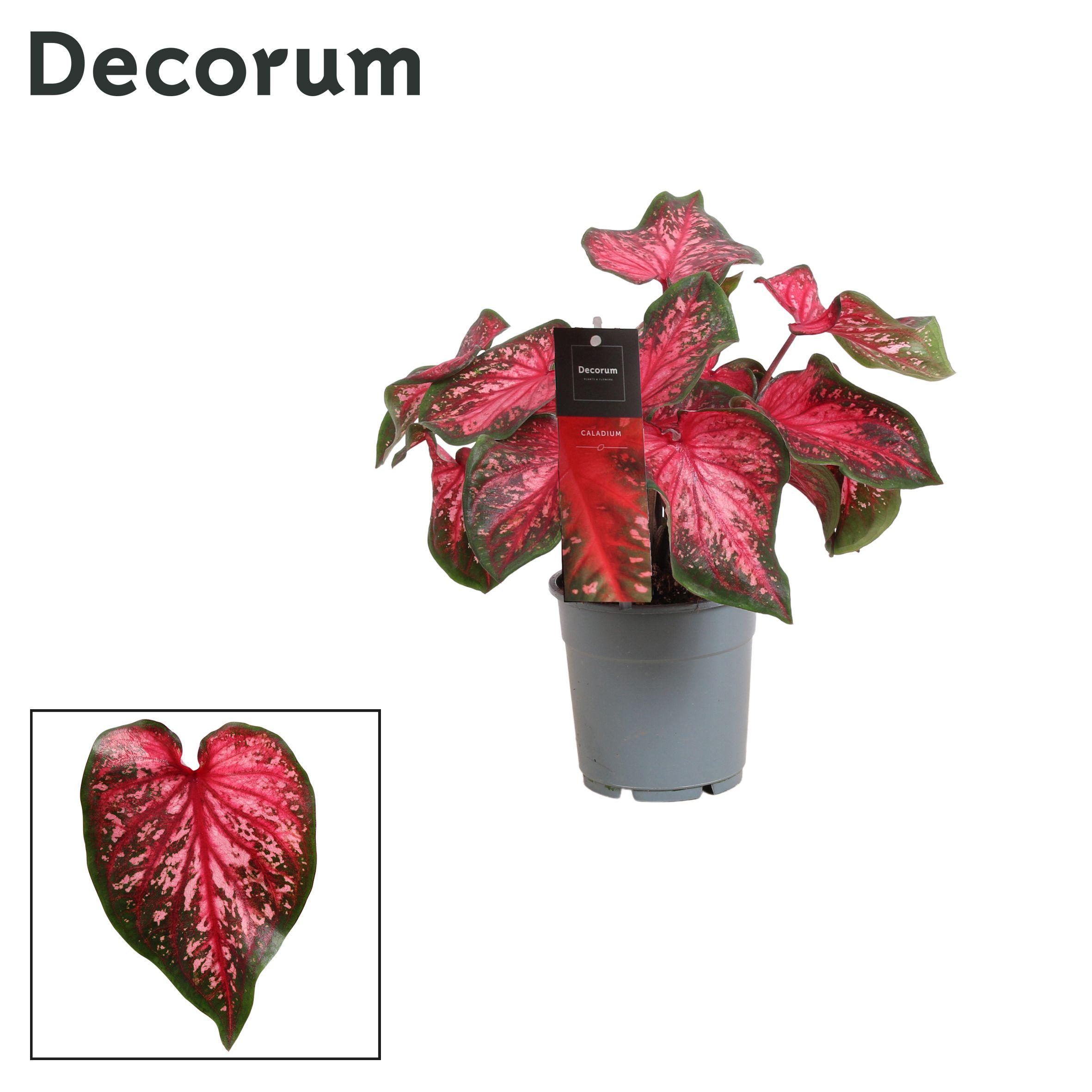 Горшечные цветы и растения оптом Caladium Scarlet Flame (decorum) от 10шт из Голландии с доставкой по России