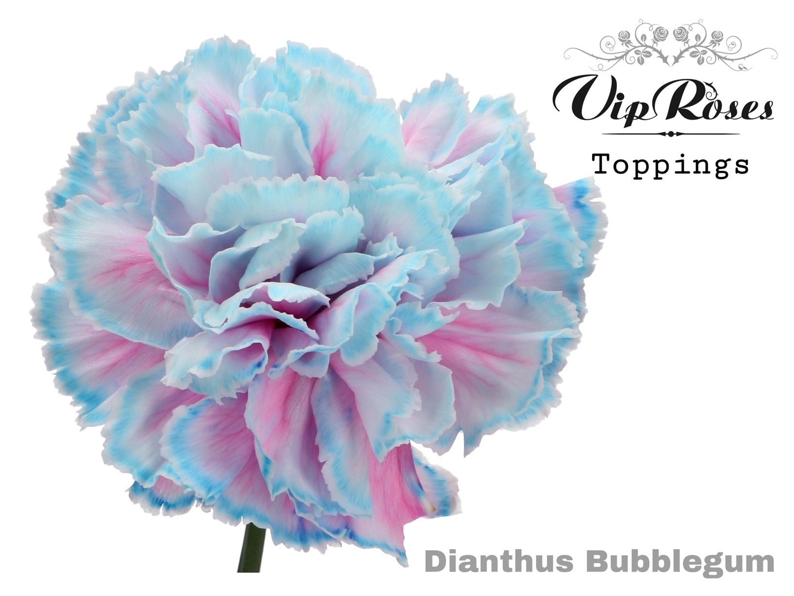 Срезанные цветы оптом Dianthus st paint bubblegum от 40шт из Голландии с доставкой по России