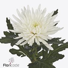 Срезанные цветы оптом Chrys bl topspin от 20шт.. из Голландии с доставкой по России