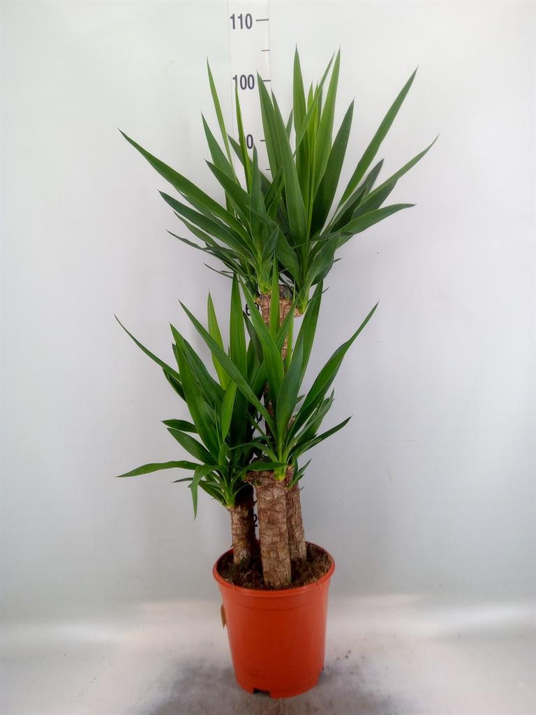 Горшечные цветы и растения оптом Yucca   ... от 1шт из Голландии с доставкой по России