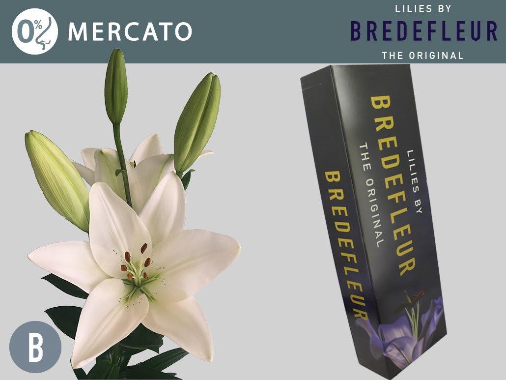 Срезанные цветы оптом Lilium la mercato от 80шт из Голландии с доставкой по России