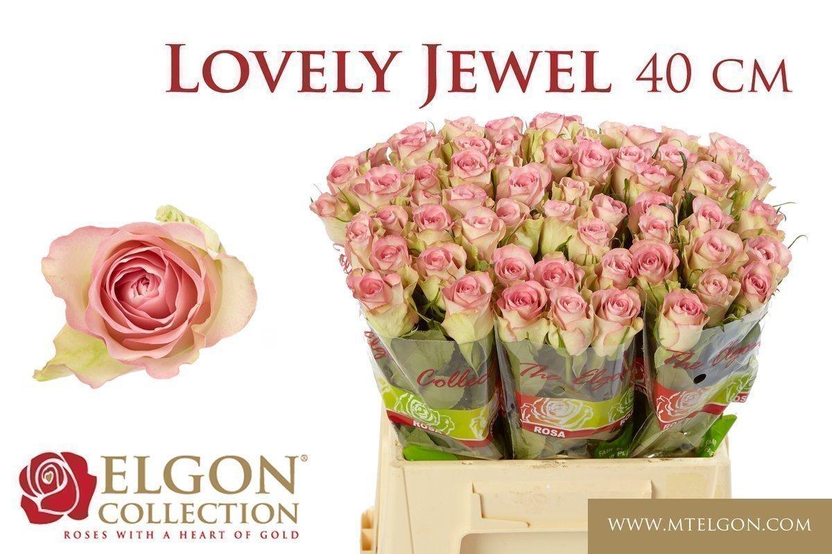 Срезанные цветы оптом Rosa large lovely jewel от 540шт из Голландии с доставкой по России
