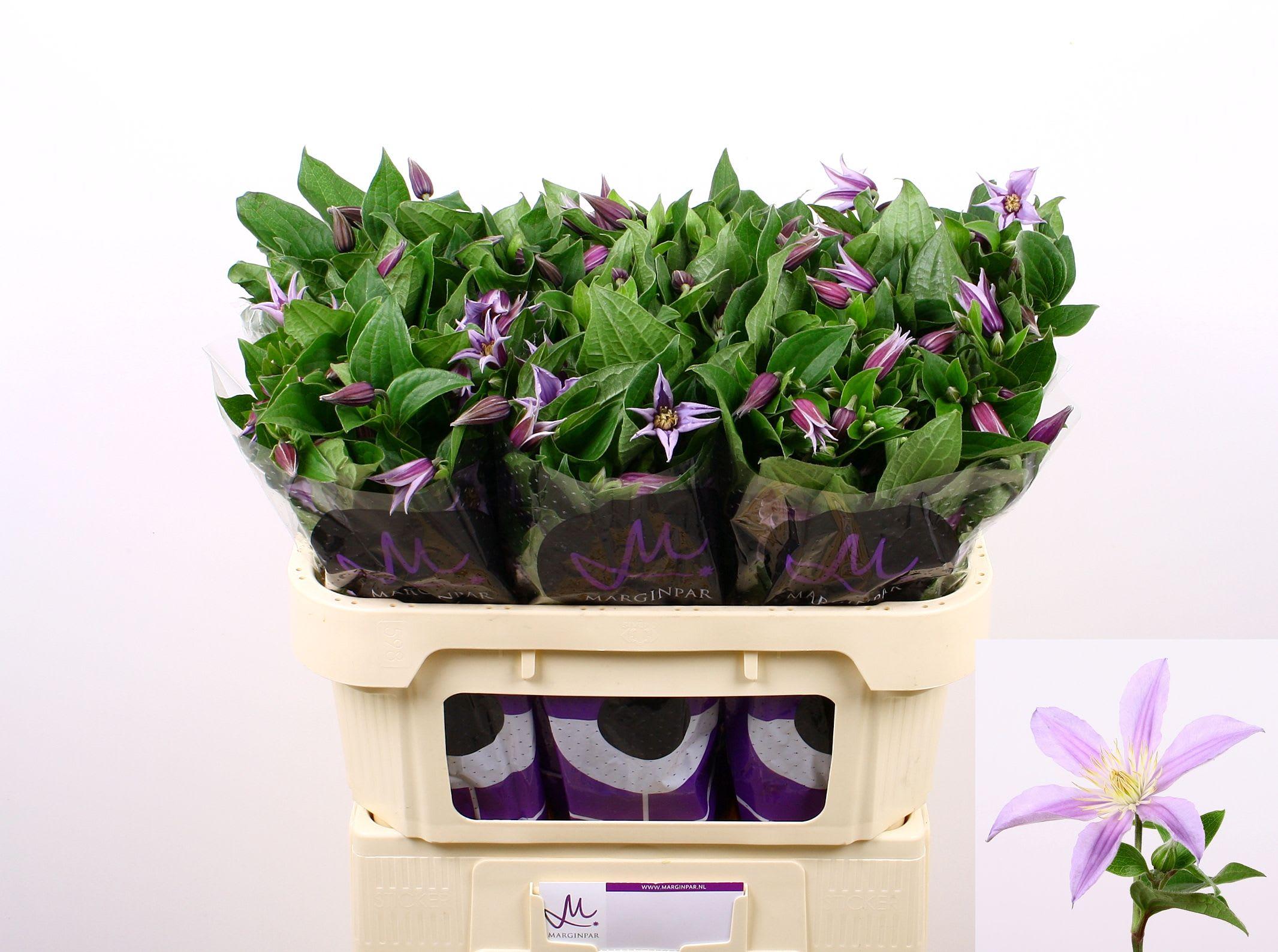 Срезанные цветы оптом Clematis star river от 60шт. из Голландии с доставкой по России