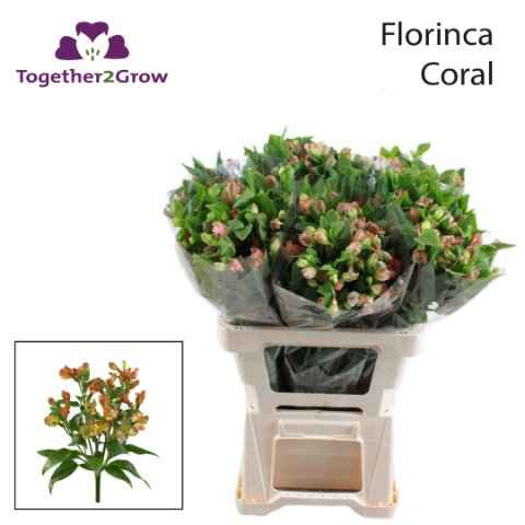 Срезанные цветы оптом Alstroemeria fl coral от 60шт из Голландии с доставкой по России