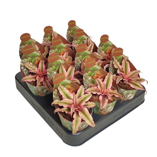 Горшечные цветы и растения оптом Cryptanthus Bivittatus - Collection With Potcover от 12шт из Голландии с доставкой по России