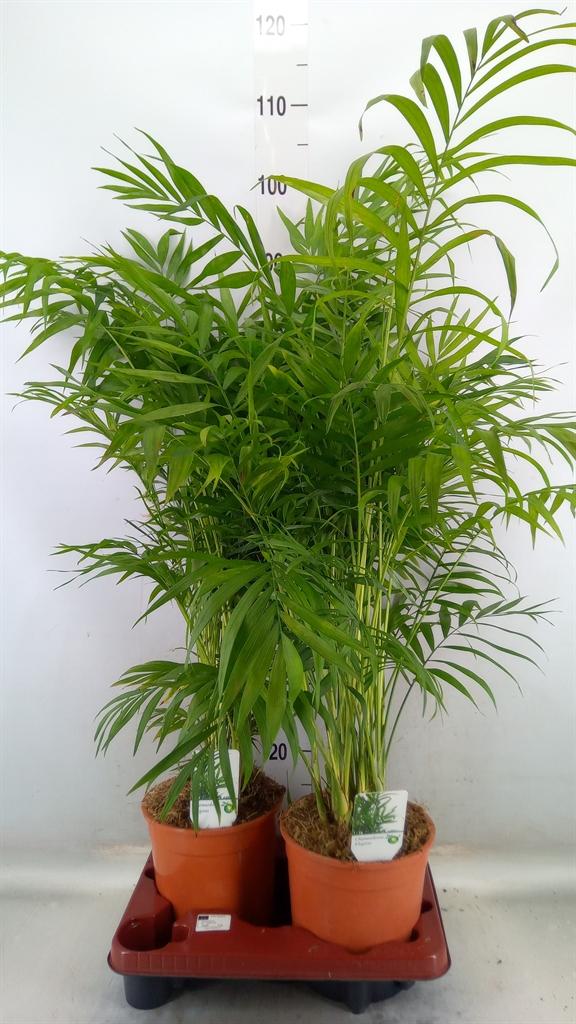 Горшечные цветы и растения оптом Chamaedorea Elegans от 2шт из Голландии с доставкой по России